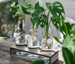 Dehner Grünpflanzen|Waterplants & Flaschengärten > Waterplant-Set Trio in Glasflaschen, 3-teilig