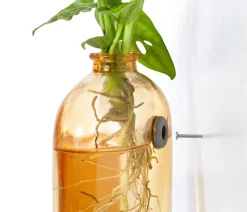 Dehner Raritäten|Grünpflanzen > Waterplant-Set Wandhänger, 2-teilig