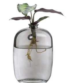 Dehner Raritäten|Grünpflanzen > Waterplant-Set Wandhänger, 2-teilig
