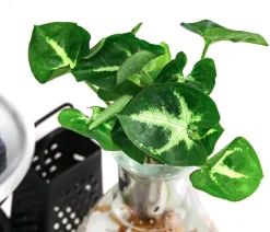 Dehner Waterplants & Flaschengärten > Waterplant-Set Wellness in Glasflasche - Syngonium podophyllum 'Pixie'