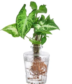 Dehner Waterplants & Flaschengärten > Waterplant-Set Whiskey-Duo in Glasflaschen, 2-teilig