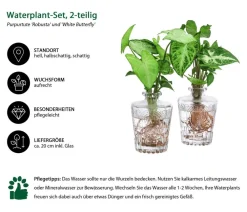 Dehner Waterplants & Flaschengärten > Waterplant-Set Whiskey-Duo in Glasflaschen, 2-teilig