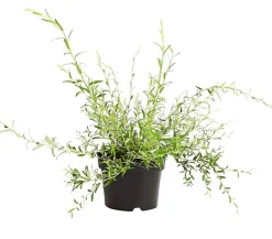 Dehner Wechselblättriger Sommerflieder Lavendel Online