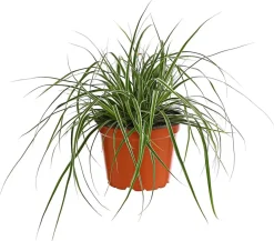 Dehner Gräser > bunte Japan-Segge 'Variegata'
