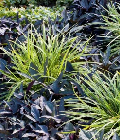 Dehner Gräser > bunte Japan-Segge 'Variegata'