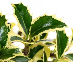 Dehner Laubgehölze|Heckenpflanzen > bunte Stechpalme 'Argentea Marginata'