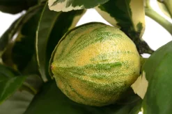 Dehner bunte Zitrone 'Variegata'