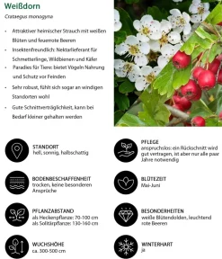 Dehner Natura Premium Laubgehölze|Vogelschutzhecken - dorn Weiß