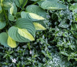 Dehner es Immergrün 'Gertrude Jekyll' Weiß Best