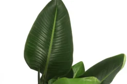 Dehner Zimmerpalmen - Weiße Strelitzie - Strelitzia alba Dunkelgrün