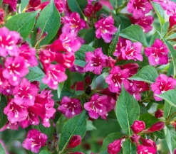 Dehner Laubgehölze|Blühende Sträucher > Weigelie 'Bristol Ruby'