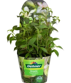 Dehner Blühende Sträucher > Weigelie 'Picobella'