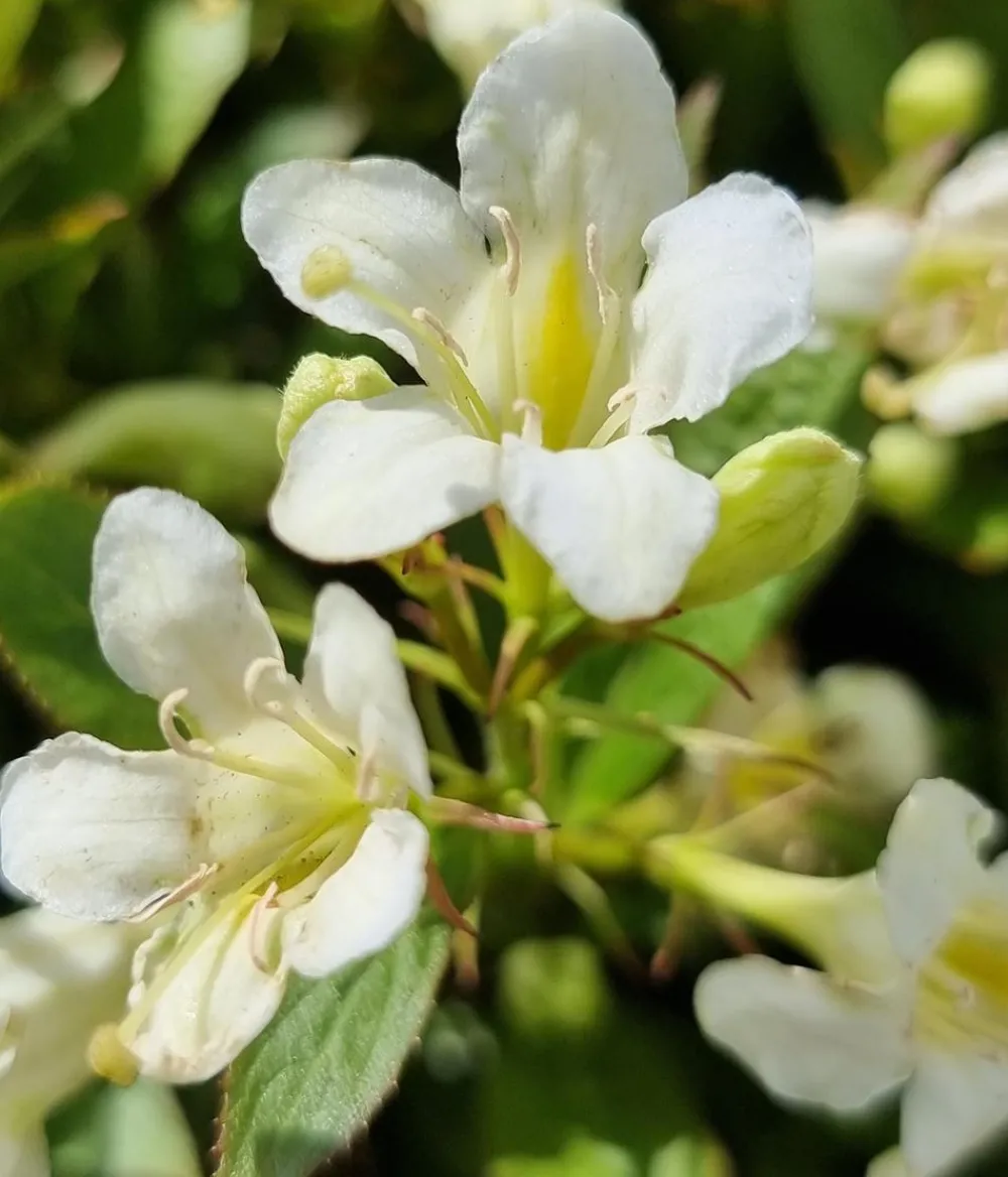 Dehner Blühende Sträucher > Weigelie 'Picobella'