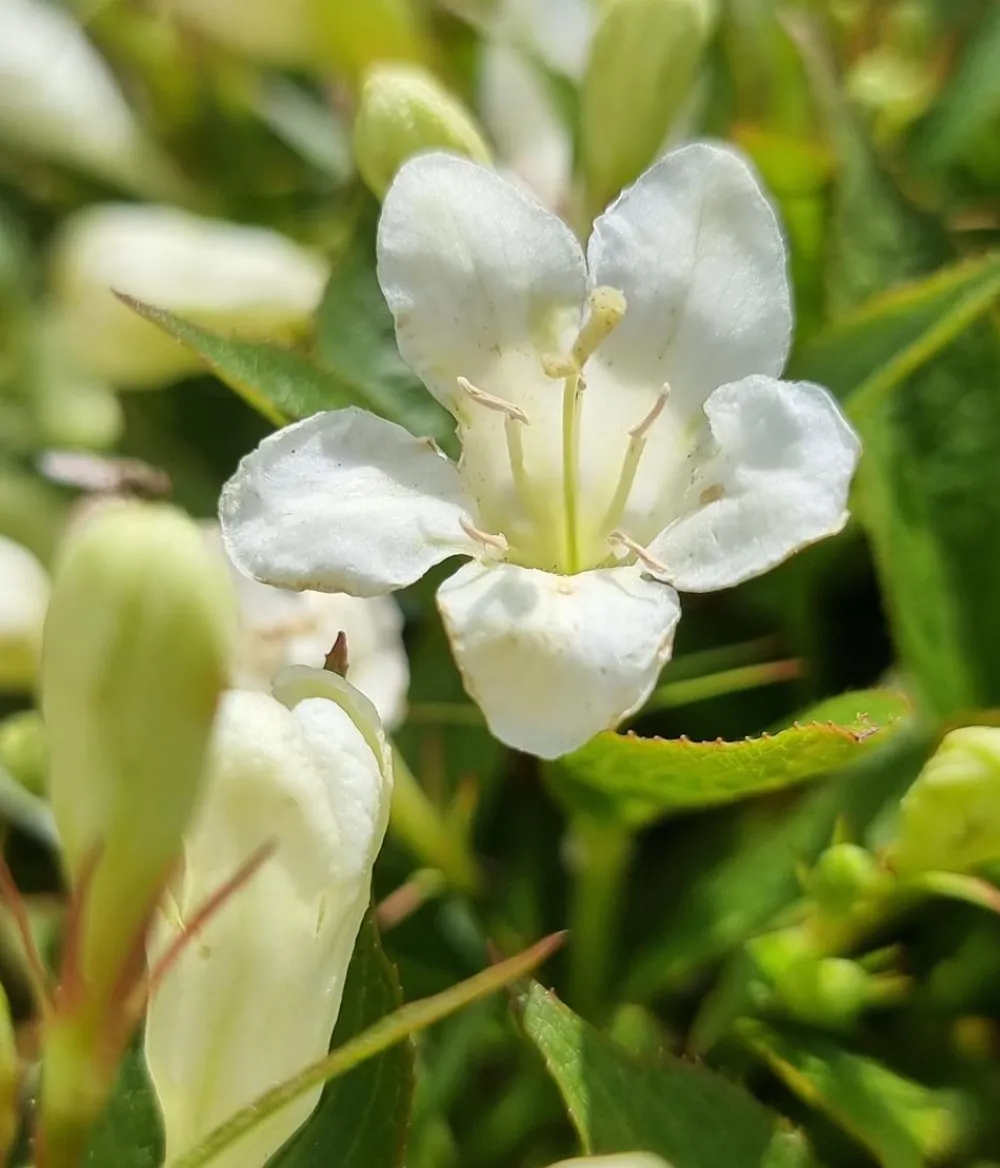Dehner Blühende Sträucher > Weigelie 'Picobella'
