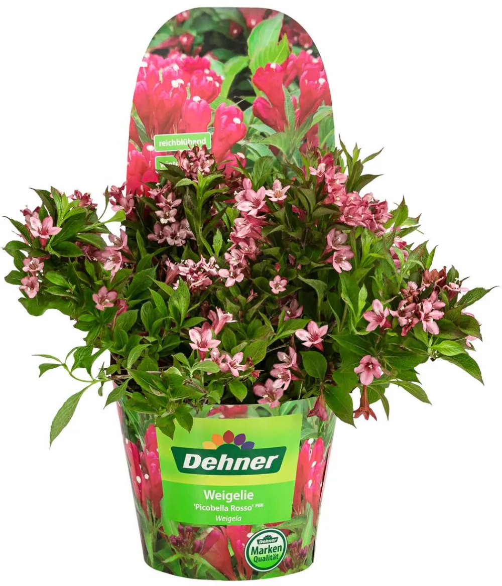 Dehner Weigelie 'Picobella' Rot Outlet