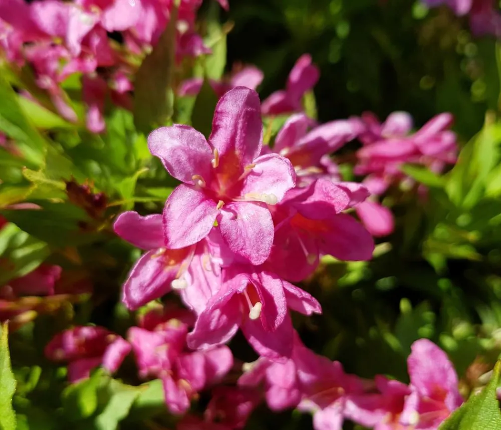 Dehner Blühende Sträucher - Weigelie 'Picobella' Rosa