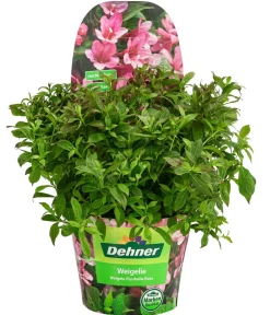 Dehner Blühende Sträucher - Weigelie 'Picobella' Rosa