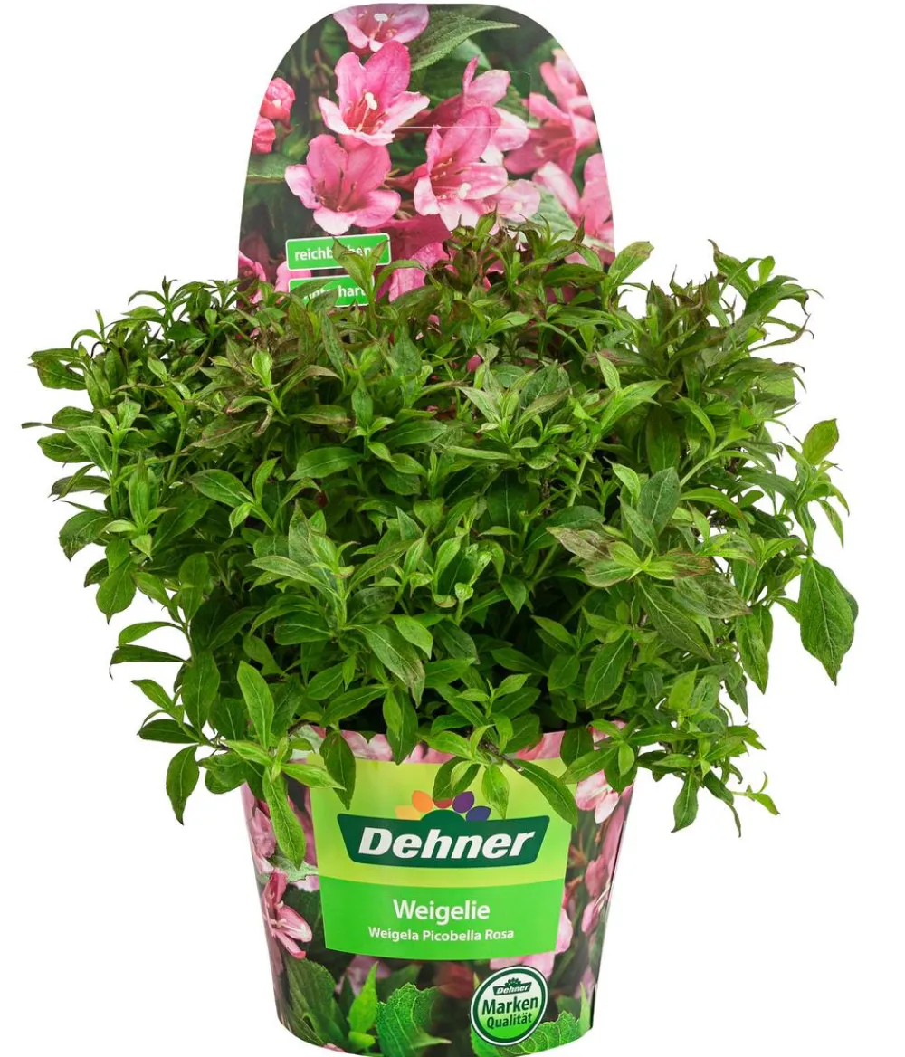Dehner Blühende Sträucher - Weigelie 'Picobella' Rosa