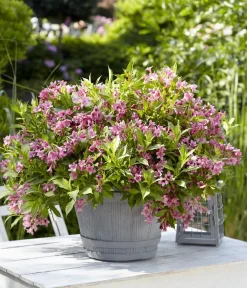 Dehner Blühende Sträucher - Weigelie 'Picobella' Rosa