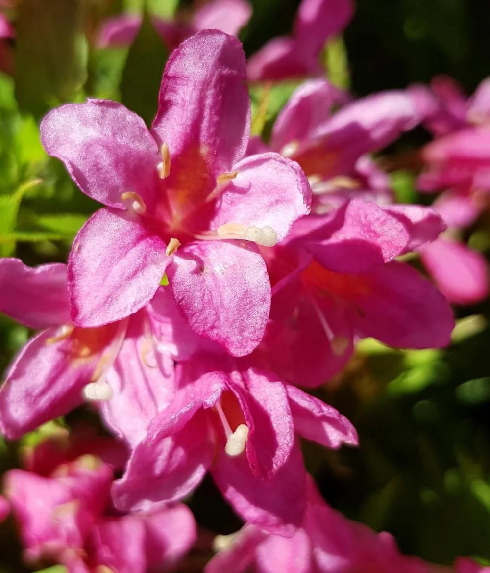 Dehner Blühende Sträucher - Weigelie 'Picobella' Rosa
