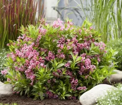 Dehner Blühende Sträucher - Weigelie 'Picobella' Rosa