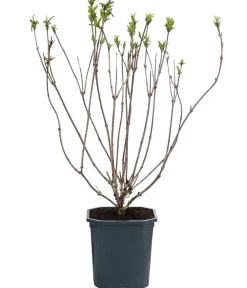 Dehner Weigelie 'Red Prince' Rot Discount