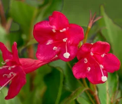 Dehner Weigelie 'Red Prince' Rot Discount