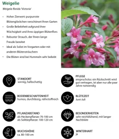Dehner Laubgehölze|Blühende Sträucher - Weigelie 'Victoria'