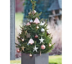Koniferen > Weihnachtsbaum - Zwerg-Fichte 'Little Santa®'