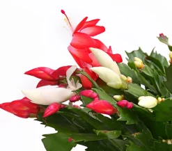 Dehner Kakteen > Weihnachtskaktus-Duo - Schlumbergera x buckleyi
