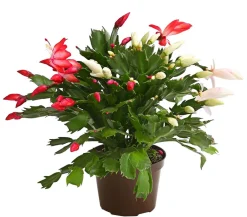 Dehner Kakteen > Weihnachtskaktus-Duo - Schlumbergera x buckleyi