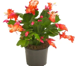 Dehner Kakteen > Weihnachtskaktus - Schlumbergera x buckleyi, verschiedene Farben