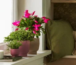 Dehner Kakteen > Weihnachtskaktus - Schlumbergera x buckleyi, verschiedene Farben