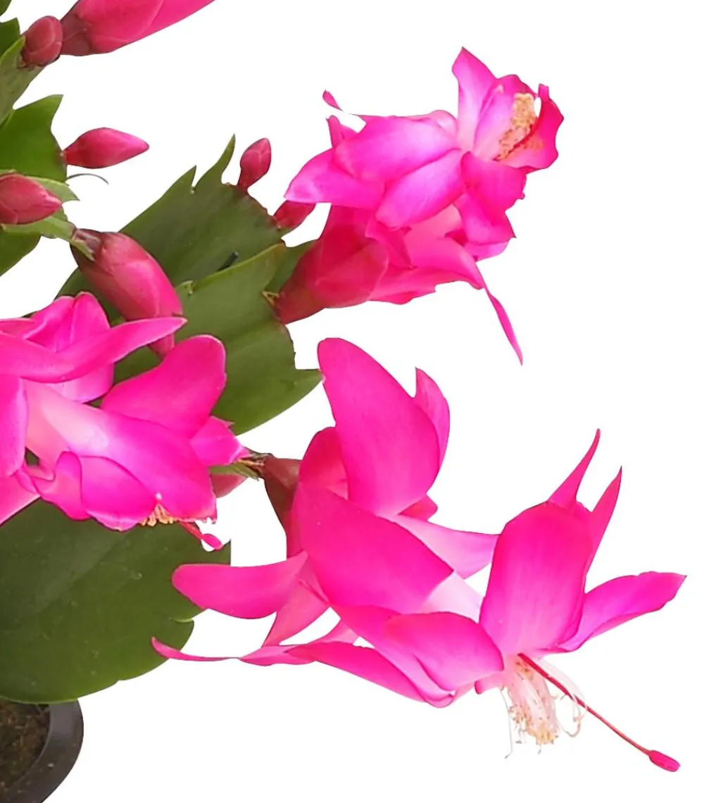 Dehner Weihnachtskaktus - Schlumbergera x buckleyi, verschiedene Farben Bunt Outlet