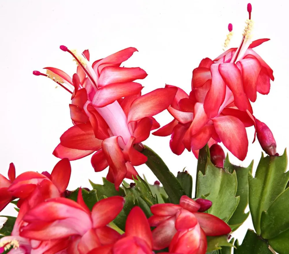 Dehner Weihnachtskaktus - Schlumbergera x buckleyi, verschiedene Farben Bunt Outlet