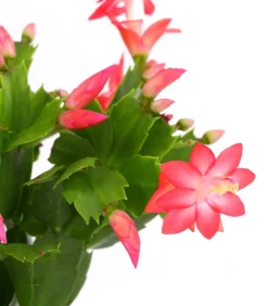 Dehner Weihnachtskaktus - Schlumbergera x buckleyi, verschiedene Farben Bunt Outlet
