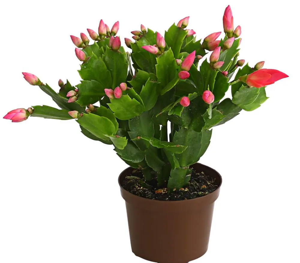 Dehner Weihnachtskaktus - Schlumbergera x buckleyi, verschiedene Farben Bunt Outlet