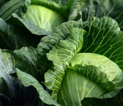 Dehner Weißkohl, 6er Schale Grün Clearance