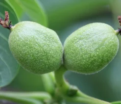 Dehner Nüsse & Besondere Obstbäume|Obstbäume - Weinheimer Walnuss Klon 139 Braun