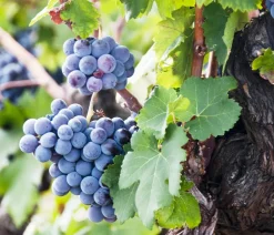 Dehner Weinrebenstamm Blau Hot
