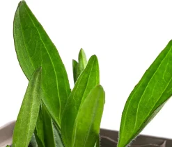 Dehner Garten- & Heilkräuter|Küchenkräuter > Wiesenarnika