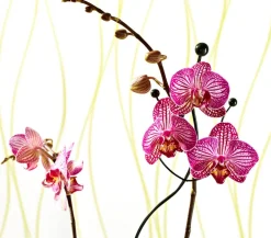 Windhager Metall-Orchideenstütze, Wellenform, , 55 cm Grün Online