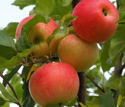 Dehner Obstbäume|Birnen- & Apfelbäume > Winterapfel 'Ecolette' (S)