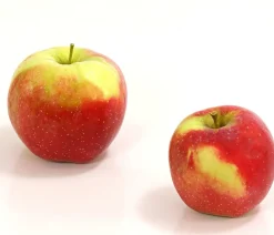 Dehner Winterapfel 'Florina' Rot Best