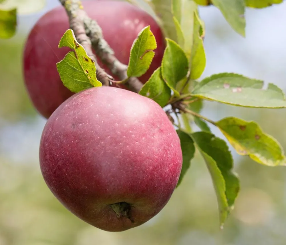 Dehner Winterapfel 'Florina' Rot Best