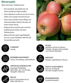Dehner Winterapfel 'Goldparmäne' Gelb