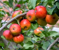 Dehner Winterapfel 'Goldparmäne' Gelb