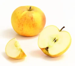 Dehner Winterapfel 'Goldparmäne' Gelb