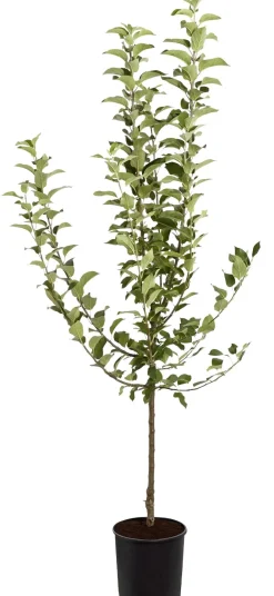 Dehner Winterapfel 'Goldparmäne' Gelb