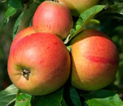 Dehner Obstbäume|Birnen- & Apfelbäume - Winterapfel 'Goldparmäne' Gelb